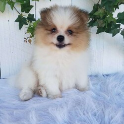 Max/Pomeranian									Puppy/Male	/10 Weeks