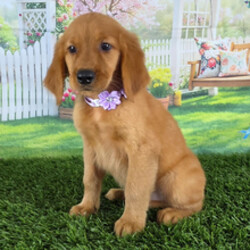 Mia/Golden Retriever/Female/May 12, 2026