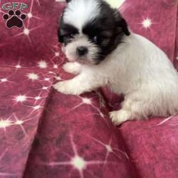 Jordan/Shih Tzu									Puppy/Male	/7 Weeks,Meet our adorable brown and white male Shih Tzu puppy! He has a soft, fluffy coat, a sweet personality, and loves to play and cuddle. He’s curious, friendly, and enjoys exploring before curling up for a nap. Raised with love, he’s becoming more social every day and is looking for a caring forever home where he’ll receive plenty of attention and affection. This little guy is sure to bring lots of joy, laughter, and companionship to his new family.