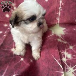 Jordan/Shih Tzu									Puppy/Male	/7 Weeks,Meet our adorable brown and white male Shih Tzu puppy! He has a soft, fluffy coat, a sweet personality, and loves to play and cuddle. He’s curious, friendly, and enjoys exploring before curling up for a nap. Raised with love, he’s becoming more social every day and is looking for a caring forever home where he’ll receive plenty of attention and affection. This little guy is sure to bring lots of joy, laughter, and companionship to his new family.