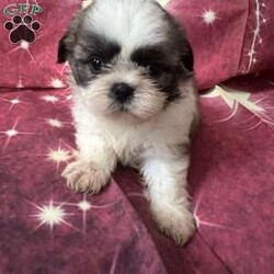 Jordan/Shih Tzu									Puppy/Male	/7 Weeks,Meet our adorable brown and white male Shih Tzu puppy! He has a soft, fluffy coat, a sweet personality, and loves to play and cuddle. He’s curious, friendly, and enjoys exploring before curling up for a nap. Raised with love, he’s becoming more social every day and is looking for a caring forever home where he’ll receive plenty of attention and affection. This little guy is sure to bring lots of joy, laughter, and companionship to his new family.