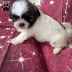 Jordan/Shih Tzu									Puppy/Male	/7 Weeks,Meet our adorable brown and white male Shih Tzu puppy! He has a soft, fluffy coat, a sweet personality, and loves to play and cuddle. He’s curious, friendly, and enjoys exploring before curling up for a nap. Raised with love, he’s becoming more social every day and is looking for a caring forever home where he’ll receive plenty of attention and affection. This little guy is sure to bring lots of joy, laughter, and companionship to his new family.