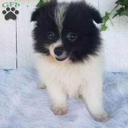 Mia/Pomeranian									Puppy/Female	/9 Weeks,Meet Mia! With her soft fluffy fur and lovable personality, she is sure to bring lots of happiness and love to your family! Mia is being family raised and is well socialized with children. She has been vet checked and is up-to-date on shots and deworming. For more information or to schedule a visit please call or text us anytime. 