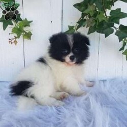 Mia/Pomeranian									Puppy/Female	/9 Weeks,Meet Mia! With her soft fluffy fur and lovable personality, she is sure to bring lots of happiness and love to your family! Mia is being family raised and is well socialized with children. She has been vet checked and is up-to-date on shots and deworming. For more information or to schedule a visit please call or text us anytime. 