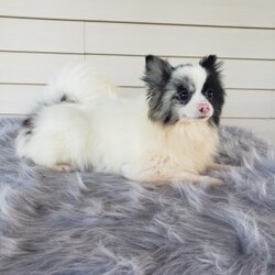 Mia/Pomeranian									Puppy/Female	/9 Weeks,Meet Mia! With her soft fluffy fur and lovable personality, she is sure to bring lots of happiness and love to your family! Mia is being family raised and is well socialized with children. She has been vet checked and is up-to-date on shots and deworming. For more information or to schedule a visit please call or text us anytime. 