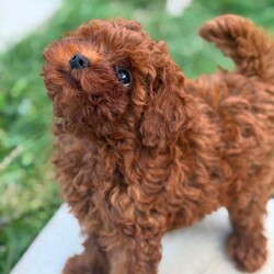 Adopt a dog:Tiny & Adorable Asian Toy Poodle Boys – Ready for Reservation! /Toy Poodle/Female/Sex: Male,Meet these two absolutely adorable Asian Toy Poodle boys!  They are tiny, sweet, playful, and full of personality — perfect little companions for a loving home.