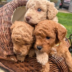 Adorable f2 cockapoo/Cockapoo/Female/Sex: Mixed Litter,(2x Red Curly Boys remaining)  We have a gorgeous litter of 5 Cockerpoo babies looking for their own family home.  Both parents are fully vaccination and wormed up to date, also health checked. All pups will be, flead, wormed, microchipped. Both parents are very good temperament, love other dogs, love children and walks. 