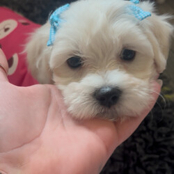 Last 2 girls Pretty Maltese x coton de tular /Maltese/Female/Sex: Female,Beautiful Maltese × Coton de Tuléar Puppies – Loving Family Homes Wanted We are delighted to offer a beautiful litter of 7 puppies looking for their forever homes: 5 girls 2 boys These gorgeous puppies are a Maltese × Coton de Tuléar mix, raised in our family home with lots of love and attention. They will be ready to leave once they are 8 weeks Each puppy will leave with:  Vet health check  First and second vaccinations  Microchip  Worming up to date  Health record  cute puppy pack Colour- White Some puppies have small champagne markings on some of them , some have straight coats and some have curly all have black points and tiny faces Mum: A beautiful Coton de Tuléar, 3 years old, this is her second litter. She has an outstanding temperament—extremely friendly, affectionate, and loving. She has had DNA and health testing, is fully vaccinated, and regularly vet checked. Dad: A full pedigree Maltese with a five-generation championship pedigree. He also lives with us and is our family pet so both parents can be seen. He has an excellent, friendly temperament and has had DNA testing, health checks, is fully vaccinated, and regularly vet checked. Location: Burton-on-Trent We are looking for responsible, loving homes for these wonderful puppies. If you would like more information or would like to arrange a viewing, please get in touch. We are happy to answer any questions and help you find the perfect puppy for your family. ⸻ “Each puppy will leave with a full vet health check, first and second vaccinations, microchip, and worming up to date I’ve attached the dna results of mum Tinkerbell to show how much coton de tular is in her I’ve also attached bears dna I’ll give a copy of bears pedigree if needed too sold little girl sold