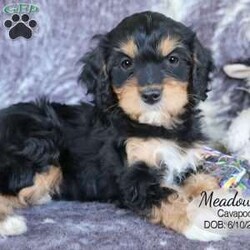 Meadow/Cavapoo									Puppy/Female	/8 Weeks,Meadow is a tri-color Cavapoo puppy with a sweet disposition and big brown eyes to melt your heart. She is very playful and enjoys playing with her littermates and the farm cat in the yard. Our children interact with the litter of puppies; they are all comfortable with the people they meet.