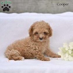 Cooper/Toy Poodle									Puppy/Male	/12 Weeks,Our adorable Toy Poodle puppies are looking for loving homes where they will be cherished as beloved family companions. These sweet puppies have been lovingly raised and are well socialized, making them friendly, affectionate, and comfortable around people.