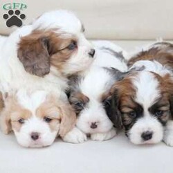 Kingston/Cavachon									Puppy/Male	/June 27th, 2026,Kingston is one of four in his litter, with an approximate adult weight of 12 to 18 lbs  .