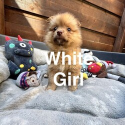 9  Beautiful Pomeranian Puppies – Ready for Their Forever Homes! /Pomeranian/Female/Sex: Mixed Litter,We are delighted to introduce our gorgeous litter of 9 Pomeranian puppies, born at the beginning of June and ready to leave for their forever homes from 1st August.