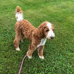 Rex/Mini Bernedoodle									Puppy/Male	/14 Weeks,Meet Rex!   He is our very energetic but sweet mini Bernedoodle! Rex loves exploring but comes back to make sure your close.  He will make a great addition to your home.  His mother Zoey is an F1b Bernedoodle and his father Jerry is a 13# poodle.  Zoey is very gentle and loyal, and Rex will be the same!  Rex will be 30-45#.  Message to set up a time to visit or FaceTime with Rex!