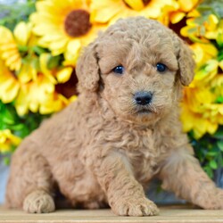 Jango/Goldendoodle/Female/June 23, 2026