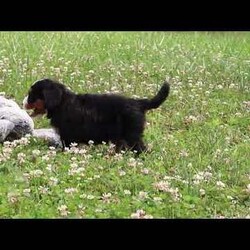 Anne/Mini Bernedoodle									Puppy/Female	/7 Weeks,Hi, my name is Ada, and I’m an adorable Mini Bernedoodle puppy with a playful spirit, a gentle heart, and so much love to give! I’m searching for my forever family, and I can’t wait to become your loyal companion. Whether we’re playing in the yard, exploring new places, or snuggling on the couch after a fun-filled day, I’ll be happiest simply being by your side. I have been raised with lots of love and attention, helping me grow into a friendly, affectionate, and well-socialized puppy.