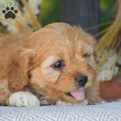 Arline – F1/Cavapoo									Puppy/Female	/June 21st, 2026,Looking for a Cockapoo puppy thats F1 generation!? To welcome into your family?! Look no further than these adorable puppies! We have 2 beautiful girl pups available in this litter. This litter is vet checked with all paperwork, shots & dewormer, 1 Year Health Guarantee & more! If your interested in learning more or you’d like to schedule an in person visit, give us a call today! The F1 Cavapoo dog breed is hypoallergenic and less shedding, great family personality dog breed!