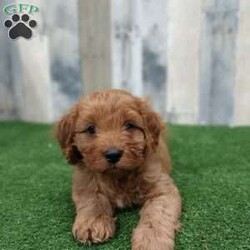 Gary/Cavapoo									Puppy/Male	/6 Weeks,Meet Gary, the cutest, most playful puppy you will find. He loves to run and play with children. Gary is vet checked, up to date on all vaccinations and is dewormed. He comes with a 30 day health guarantee and a 1 year genetic guarantee. Please call or text Joe to adopt Gary today. Or any other questions you might have. All Sunday calls will be returned Monday’s.