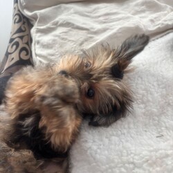 Adopt a dog:Georgeus Yorki boy for sale/Yorkshire Terrier/Female/Sex: Male,Here we have our beautiful Yorkshire terrier males they are fully wended from mummy now see the vet and received he’s vaccination fle treatment microchip and fully health check please call for detail