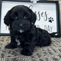 Adopt a dog:Sienna/Havanese/Female/June 17, 2026,Hi, I'm Sienna! I'm a 7-week-old female Havanese with a beautiful black coat, born on June 17. I'll be ready to go home to my forever family after August 19, once I'm grown enough to leave my litter. When I reach my adult size, I should weigh between 14–16 lbs. I'm AKC registered. I can't wait to bring my wagging tail and loving heart to your home.