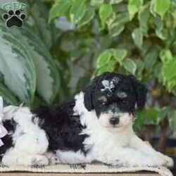 Hank – Mini/Miniature Poodle									Puppy/Male	/6 Weeks,HANK is an adorable Mini Poodle puppy who cant wait to meet you! He is black and white with tan points! These playful pups have great loving personalities and our family raised. All vet paperwork, shots & dewormer   30 day health guarantee are all provided with Hank. Including a small bag of puppy food and informational packet to also take along home. If your interested in Hank or his sister Hannah please give us a call today to schedule your appointment to meet them!