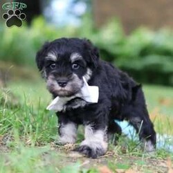 Benji/Miniature Schnauzer									Puppy/Male	/7 Weeks,Hi, I’m Benji! I’m an adorable AKC registered Miniature Schnauzer puppy with a playful personality and a heart full of love. I enjoy exploring the world around me, learning new tricks, and making every day an adventure with my favorite people. Whether I'm playing outside, chasing toys, or spending quality time together, I’m happiest right by your side. With my soft, fluffy coat, bright eyes, and irresistible Miniature Schnauzer charm, I’m sure to capture your heart from the very first moment we meet. I can’t wait to find my forever family and fill your home with love, laughter, loyal companionship, and countless happy memories!