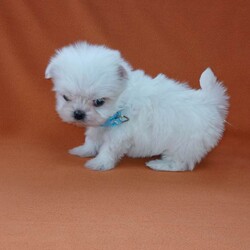Adopt a dog:Korean maltese/Maltese/Female/Sex: Mixed Litter,My beautiful girl has had an amazing litter of pups these babys have been delitful to have in are family these tiny bundels of joy will make the perfect addition to any family they are well used to kids and other animals and are used to most house hold noises they have been worm and flea treated every 2 weeks from birth and will be michrochipped and 1st vacation before they leave mum is are loved family pet and can be seen when veiwing her babys dad was a beautiful korean maltese boy we used and was realy nice manerd wee boy these babys are tiny as both mum and dad are tiny pups will have a scent blanket to help them settle in please get in touch to make a veiwing or for more info £200 deposit to secure puppy of choice
