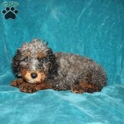 Tina/Miniature Poodle									Puppy/Female	/13 Weeks,Say hello to this adorable and curly Miniature Poodle puppy with lots of love to share! This purebred cutie comes up to date on shots and dewormer and is vet checked. The breeder has been carefully socializing this puppy as well! Please feel free to reach out if you would like to reserve or meet them!