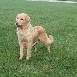 Leo/Mini Goldendoodle									Puppy/Male	/7 Weeks,Meet Leo! This sweet and adorable F1 Mini Goldendoodle is looking for a forever family!