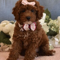 Cali Girl/Toy Poodle									Puppy/Female	/8 Weeks