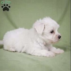 Fredy/Maltese									Puppy/Male	/8 Weeks,Are you looking for an awesome puppy ? This one would love to be you buddy !! Bred to bring joy and love to your life !! If you are looking for an JOLLY and PLAYFULL puppu look no further !!