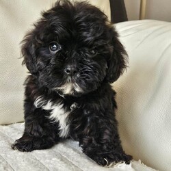 Adopt a dog:Shihpoo/Shihpoo/Female/Sex: Mixed Litter,Hi I have a lovely litter of shihpoo mum and dad can be seen on viewing puppies have their first vaccination and microchip second vaccination is free and it is a free micro chip changeover they have been warmed and flea are upto date and dad is pta eye test clear paper work to show