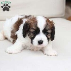Kingston/Cavachon									Puppy/Male	/June 27th, 2026,Kingston is one of four in his litter, with an approximate adult weight of 12 to 18 lbs  .
