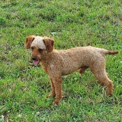 Gary/Cavapoo									Puppy/Male	/6 Weeks,Meet Gary, the cutest, most playful puppy you will find. He loves to run and play with children. Gary is vet checked, up to date on all vaccinations and is dewormed. He comes with a 30 day health guarantee and a 1 year genetic guarantee. Please call or text Joe to adopt Gary today. Or any other questions you might have. All Sunday calls will be returned Monday’s.
