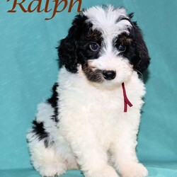 Ralph/Bernedoodle									Puppy/Male	/May 22nd, 2026