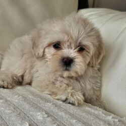 Adopt a dog:Shihpoo/Shihpoo/Female/Sex: Mixed Litter,Hi I have a lovely litter of shihpoo mum and dad can be seen on viewing puppies have their first vaccination and microchip second vaccination is free and it is a free micro chip changeover they have been warmed and flea are upto date and dad is pta eye test clear paper work to show