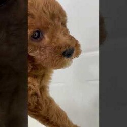 Zoey/Mini Goldendoodle									Puppy/Female	/8 Weeks,Meet Zoey! This sweet and adorable Mini Goldendoodle is looking for a forever family!