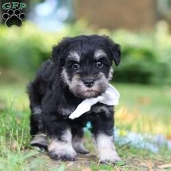 Benji/Miniature Schnauzer									Puppy/Male	/7 Weeks,Hi, I’m Benji! I’m an adorable AKC registered Miniature Schnauzer puppy with a playful personality and a heart full of love. I enjoy exploring the world around me, learning new tricks, and making every day an adventure with my favorite people. Whether I'm playing outside, chasing toys, or spending quality time together, I’m happiest right by your side. With my soft, fluffy coat, bright eyes, and irresistible Miniature Schnauzer charm, I’m sure to capture your heart from the very first moment we meet. I can’t wait to find my forever family and fill your home with love, laughter, loyal companionship, and countless happy memories!