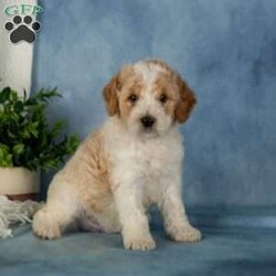 Waffles/Miniature Poodle									Puppy/Male	/June 25th, 2026,These sweet little Mini Poodle puppies are looking for their furever homes! Happy, healthy, and full of personality, these adorable little ones have been family raised, and it truly shows. They are confident, well-socialized, and ready to meet every adventure by your side.