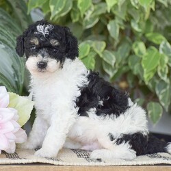 Hank – Mini/Miniature Poodle									Puppy/Male	/6 Weeks,HANK is an adorable Mini Poodle puppy who cant wait to meet you! He is black and white with tan points! These playful pups have great loving personalities and our family raised. All vet paperwork, shots & dewormer   30 day health guarantee are all provided with Hank. Including a small bag of puppy food and informational packet to also take along home. If your interested in Hank or his sister Hannah please give us a call today to schedule your appointment to meet them!