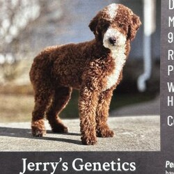 Rex/Mini Bernedoodle									Puppy/Male	/14 Weeks,Meet Rex!   He is our very energetic but sweet mini Bernedoodle! Rex loves exploring but comes back to make sure your close.  He will make a great addition to your home.  His mother Zoey is an F1b Bernedoodle and his father Jerry is a 13# poodle.  Zoey is very gentle and loyal, and Rex will be the same!  Rex will be 30-45#.  Message to set up a time to visit or FaceTime with Rex!