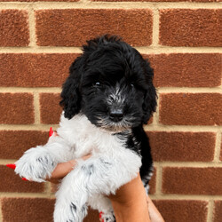 Adopt a dog:Multigen Australian labradoodles /Australian Labradoodle/Female/Sex: Mixed Litter,Beautiful Australian Labradoodle Puppies Looking for Their Forever Home