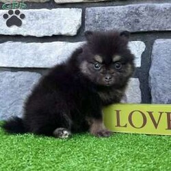 Shadow/Pomeranian									Puppy/Male	/5 Weeks, Pssst… looking for a tiny best friend? I’m Shadow! I may be tiny, but I have enough personality to fill the whole house! I’m a purebred AKC registered teacup Pomeranian boy born on 7/2/26, with beautiful black & tan coloring, the sweetest teddy bear face, and a thick fluffy coat that makes me look like a tiny stuffed animal. My favorite size? Carry-me-everywhere size! I’m the kind of little companion who can tag along on your adventures, curl up in your lap, and be right beside you for all the everyday moments in between. I’m being family raised and well socialized, so I get plenty of attention and love. And you’ll know when I’m happy—which is pretty much all the time—because my little tail just keeps going! Before I head off to my new home, I’ll be: AKC Registered Vet Checked Up to date on shots & dewormings Microchipped Covered by a Health Guarantee Family raised & well socialized Think I’m cute in my picture? Wait until you see my video! Distance doesn’t have to keep us apart! Delivery is available right to your door for almost anywhere in the USA. Call or text today and ask about Shadow! Tiny enough to carry along. Sweet enough to never want to leave home without me.