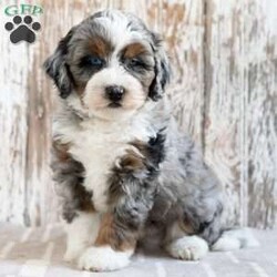 Robert/Mini Bernedoodle									Puppy/Male	/8 Weeks,We would love for you to meet Robert! He would be happy to bring his handsomeness to your life! Think cute puppy poses, puppy cuddles, and puppy kisses! Family raised, up to date on shots and dewormer, and comes with a 1 year genetic health guarantee. He’s socialized with our children, who help care for the puppies!! He comes with a small bag of food, blanket, toy and a collar. Give us a call today! We’re open Monday-Saturday 8-8 and closed on Sundays. Sunday messages will be returned on Monday. Country Echo Pets,  Raymond Lapp Sunbury Pa 17801 Pa License #17927
