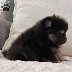 Shadow/Pomeranian									Puppy/Male	/5 Weeks, Pssst… looking for a tiny best friend? I’m Shadow! I may be tiny, but I have enough personality to fill the whole house! I’m a purebred AKC registered teacup Pomeranian boy born on 7/2/26, with beautiful black & tan coloring, the sweetest teddy bear face, and a thick fluffy coat that makes me look like a tiny stuffed animal. My favorite size? Carry-me-everywhere size! I’m the kind of little companion who can tag along on your adventures, curl up in your lap, and be right beside you for all the everyday moments in between. I’m being family raised and well socialized, so I get plenty of attention and love. And you’ll know when I’m happy—which is pretty much all the time—because my little tail just keeps going! Before I head off to my new home, I’ll be: AKC Registered Vet Checked Up to date on shots & dewormings Microchipped Covered by a Health Guarantee Family raised & well socialized Think I’m cute in my picture? Wait until you see my video! Distance doesn’t have to keep us apart! Delivery is available right to your door for almost anywhere in the USA. Call or text today and ask about Shadow! Tiny enough to carry along. Sweet enough to never want to leave home without me.