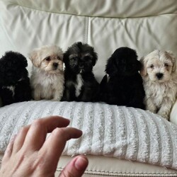 Adopt a dog:Shihpoo/Shihpoo/Female/Sex: Mixed Litter,Hi I have a lovely litter of shihpoo mum and dad can be seen on viewing puppies have their first vaccination and microchip second vaccination is free and it is a free micro chip changeover they have been warmed and flea are upto date and dad is pta eye test clear paper work to show