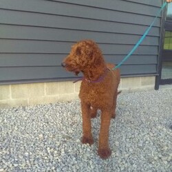 Zoey/Mini Goldendoodle									Puppy/Female	/8 Weeks,Meet Zoey! This sweet and adorable Mini Goldendoodle is looking for a forever family!