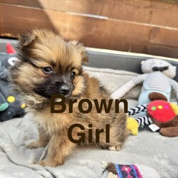 9  Beautiful Pomeranian Puppies – Ready for Their Forever Homes! /Pomeranian/Female/Sex: Mixed Litter,We are delighted to introduce our gorgeous litter of 9 Pomeranian puppies, born at the beginning of June and ready to leave for their forever homes from 1st August.