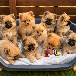 9  Beautiful Pomeranian Puppies – Ready for Their Forever Homes! /Pomeranian/Female/Sex: Mixed Litter,We are delighted to introduce our gorgeous litter of 9 Pomeranian puppies, born at the beginning of June and ready to leave for their forever homes from 1st August.