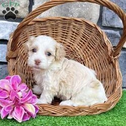 Rayne/Havanese									Puppy/Female	/6 Weeks, Hi! My name is Rayne, and I think we just found each other! I’m a gorgeous purebred AKC registered Havanese puppy with a beautiful cream and white coat that’s as soft as a fluffy little cloud. I may be tiny now, but I have a huge heart and can’t wait to spend my days making my forever family smile! I was born on 6/25/26 and have been lovingly family raised, so I’m growing up surrounded by people, cuddles, and plenty of playtime. I’m curious, affectionate, and always ready to follow my favorite person wherever they go. Whether we’re going on adventures or relaxing on the couch, I’ll be your loyal little sidekick every step of the way. Here’s what I’ll bring home with me: AKC Registration Up-to-date on shots & dewormings Microchipped Health Guarantee Family raised & well socialized! Watch my video to see my sweet personality come to life! Delivery is available right to your door for almost anywhere in the USA! I can’t wait to find the family that’s meant just for me. Call or text today at and let’s start making memories together!