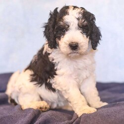 Eden/Mini Bernedoodle									Puppy/Female	/10 Weeks,Say hello to Eden! She is a totally adorable Mini Bernedoodle puppy! We estimate her to be around 45lbs full grown. You can find more info on our website for Dream Villa Pets!